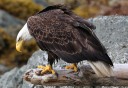 Photo of eagle at herring cove 